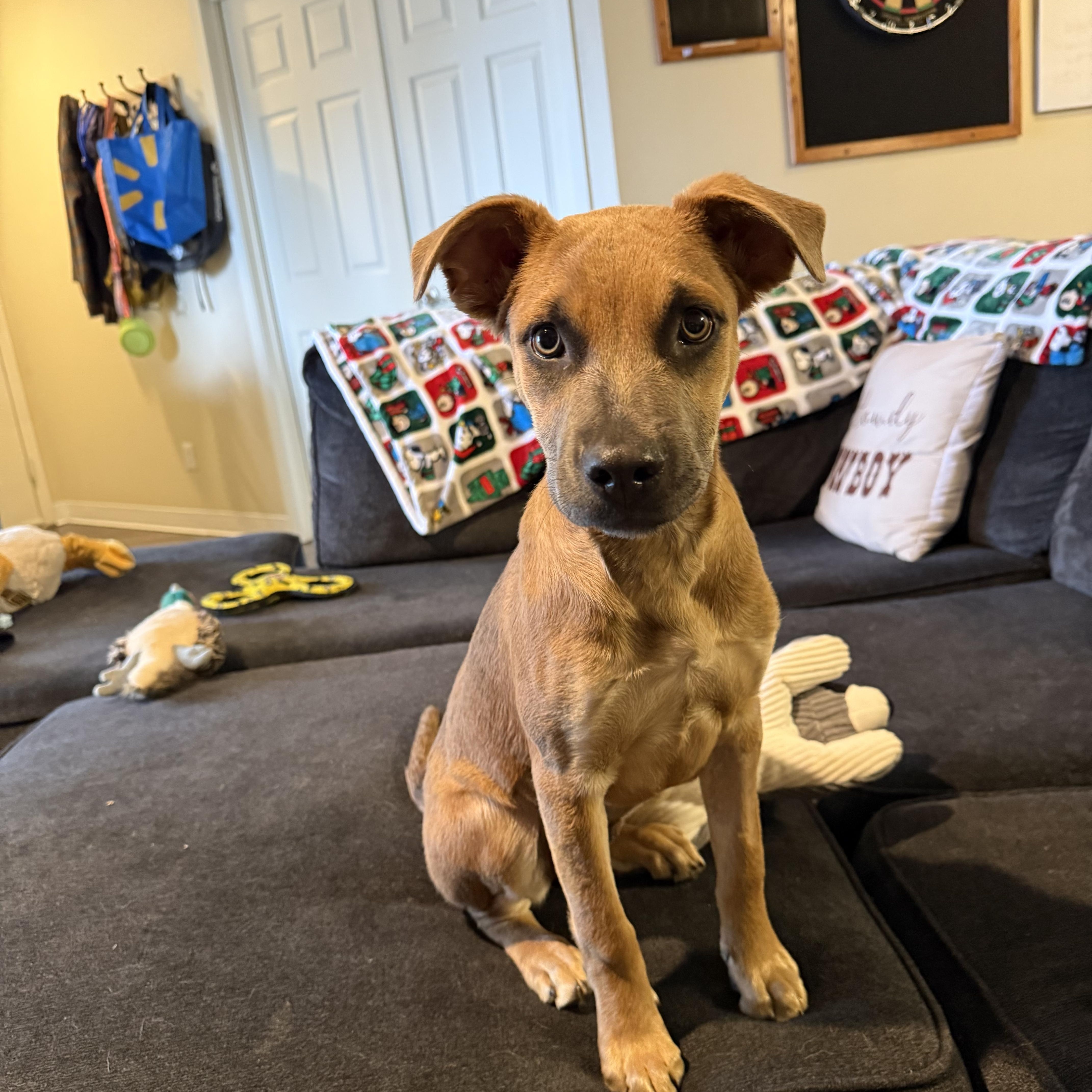 Hunny, a ADOPTABLE Mixed Breed in Conifer, CO image 4/4