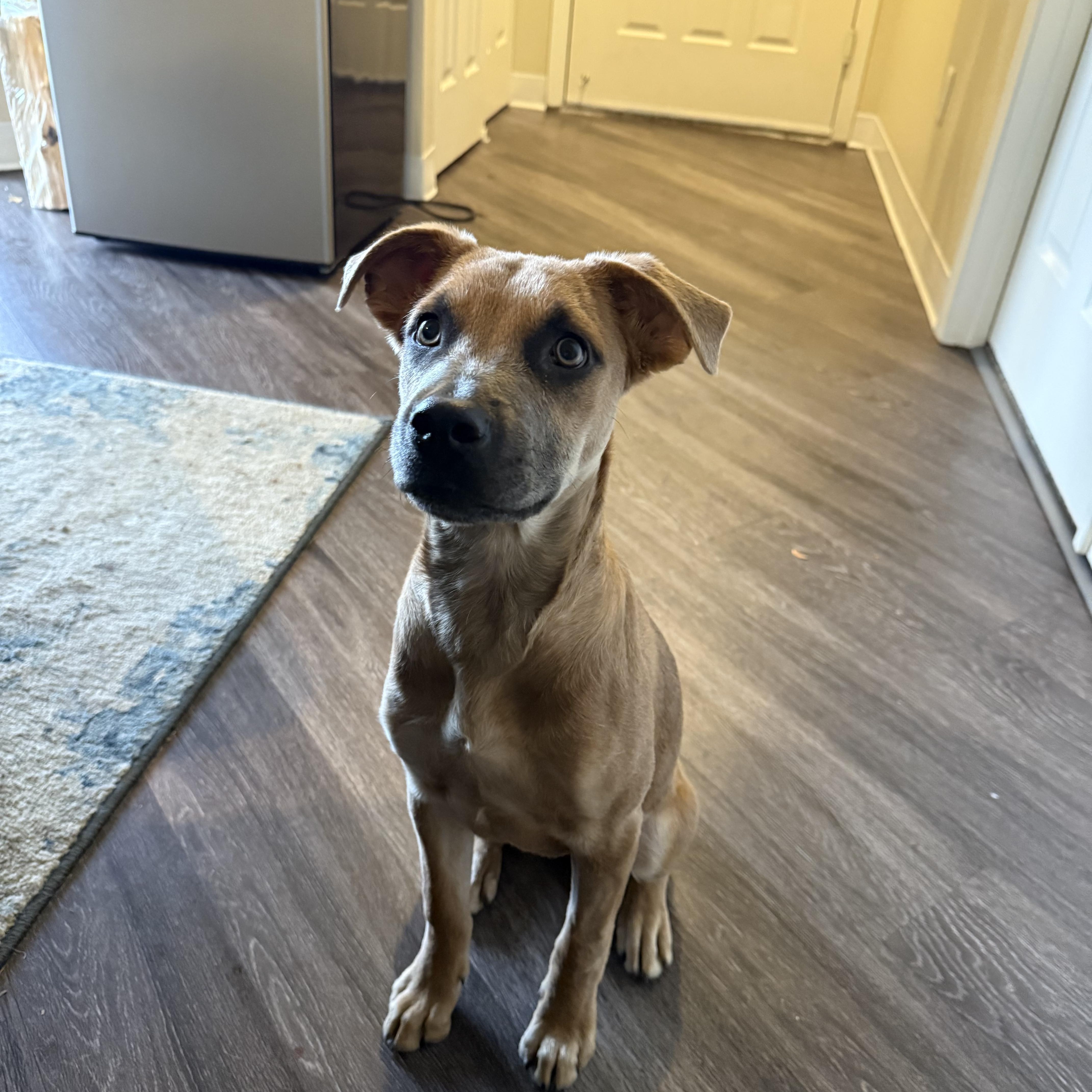 Hunny, a ADOPTABLE Mixed Breed in Conifer, CO image 2/4