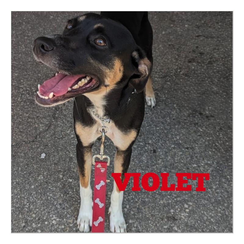 Violet thumbnail 6