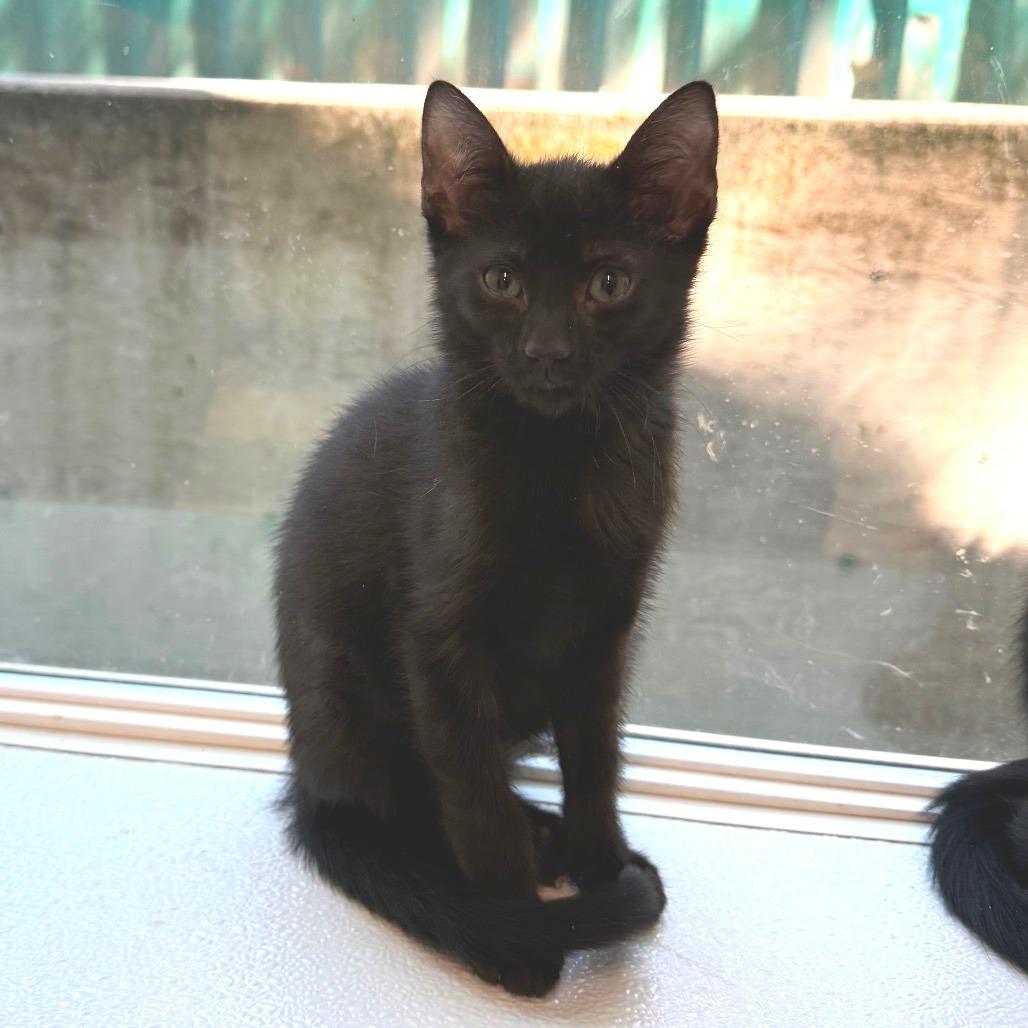 Bronx, Adoptable, Kitten Male American Shorthair.