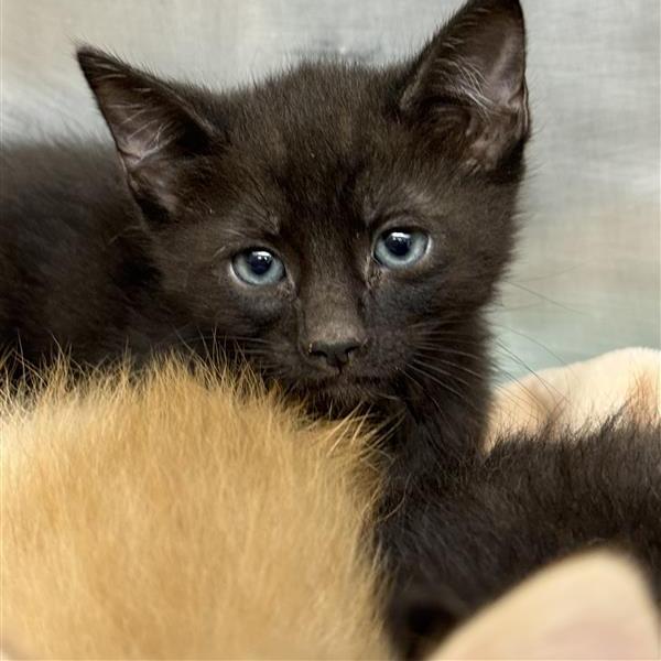 Bronx, Adoptable, Kitten Male American Shorthair.