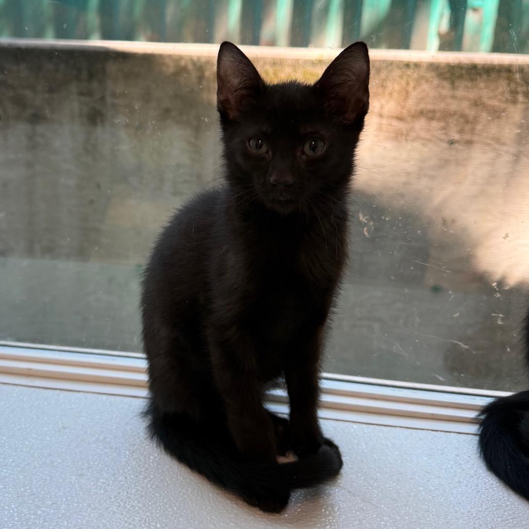Bronx, a Adoptable American Shorthair in Mount Shasta, CA image 2/2