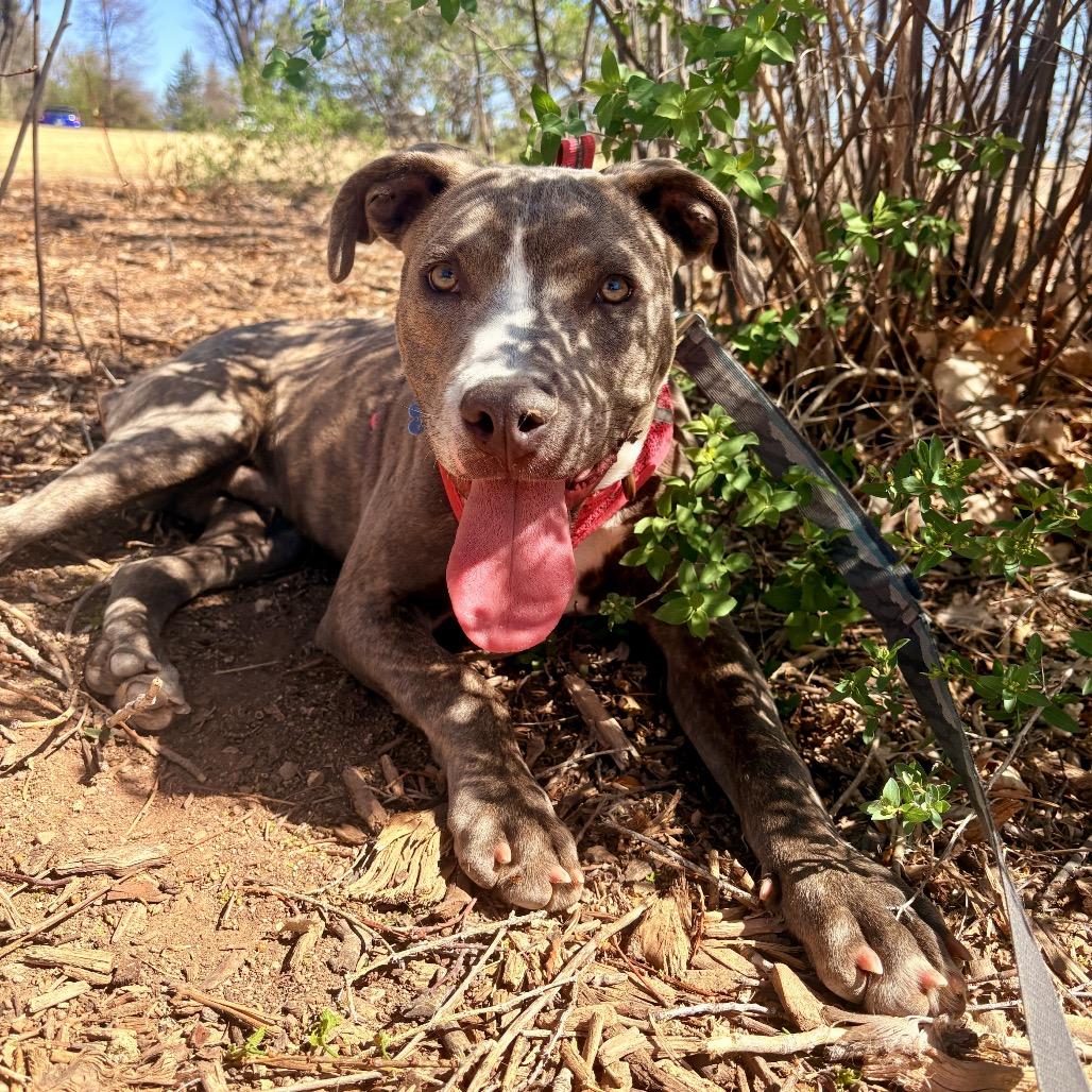 Lanky, Adoptable, Puppy Male Pit Bull Terrier.