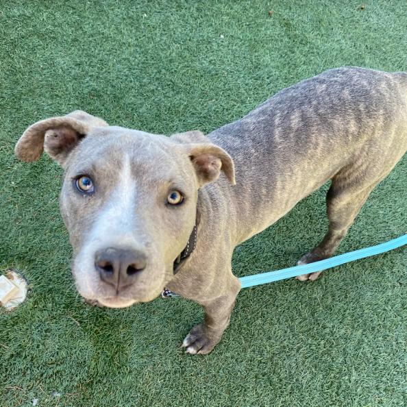 Enlarge Lanky, a Adoptable mixed breed in Fort Collins, CO image 2/4