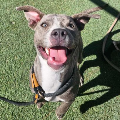 Enlarge Lanky, a Adoptable mixed breed in Fort Collins, CO image 3/4