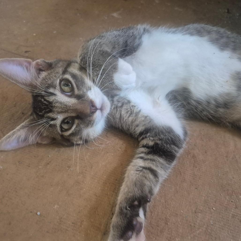 Enlarge Hamilton, a Adoptable Domestic Short Hair in Aberdeen, NC image 1/5