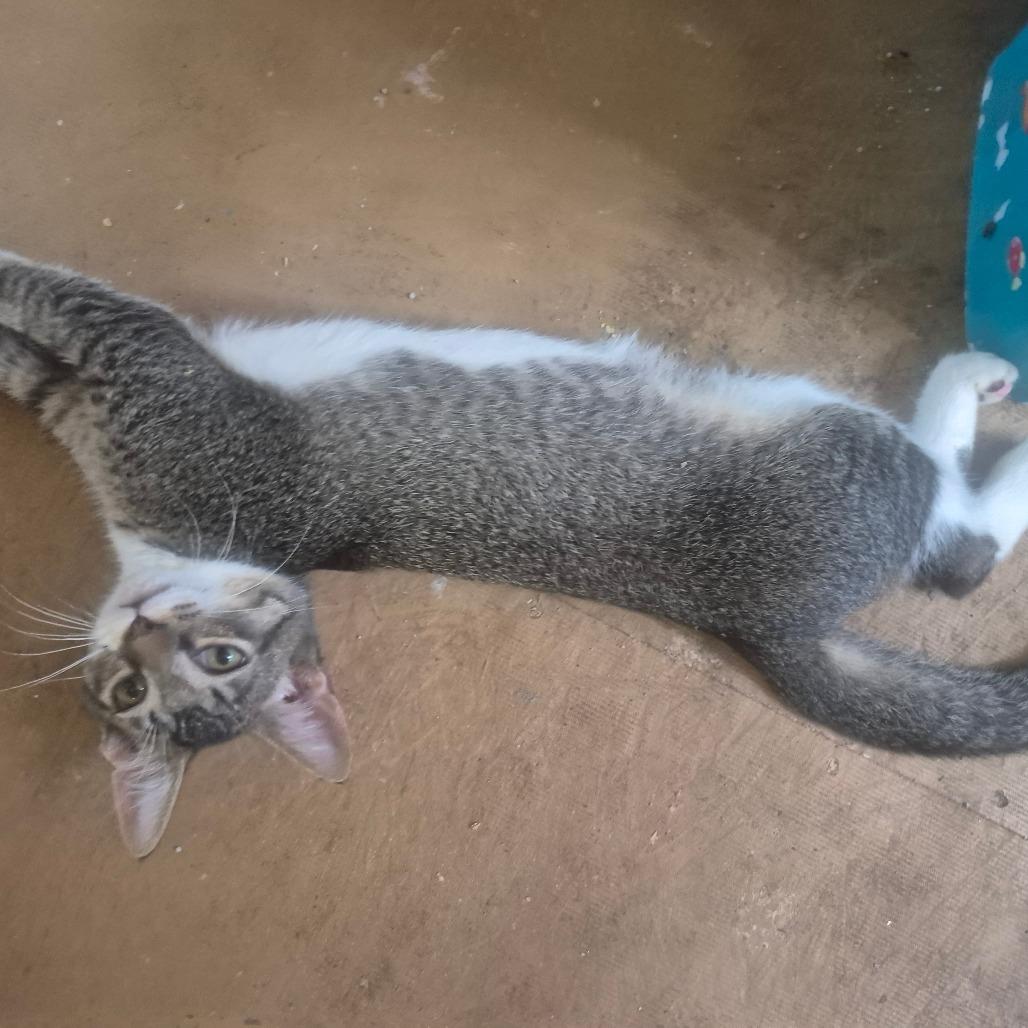 Enlarge Hamilton, a Adoptable Domestic Short Hair in Aberdeen, NC image 2/5