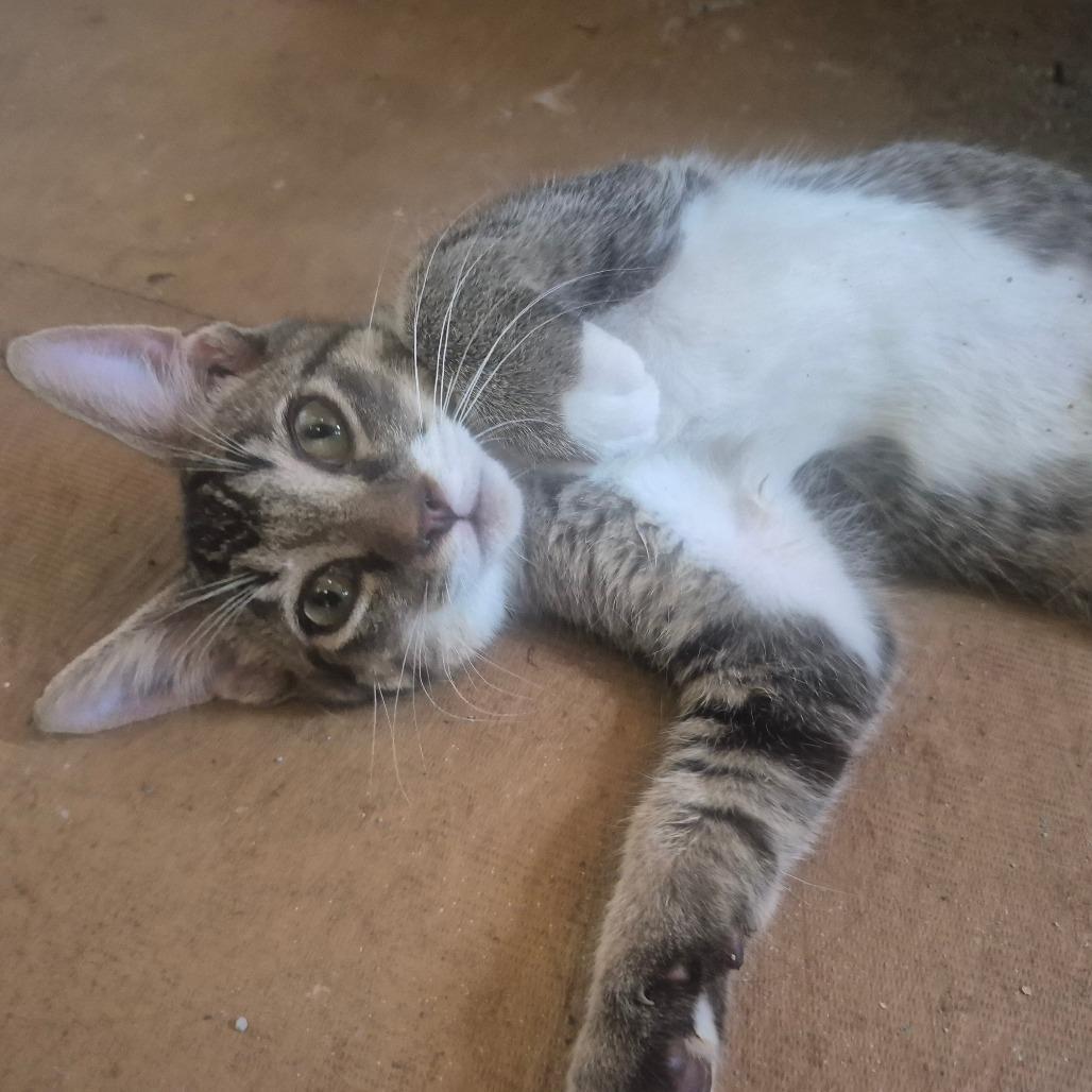 Enlarge Hamilton, a Adoptable Domestic Short Hair in Aberdeen, NC image 3/5