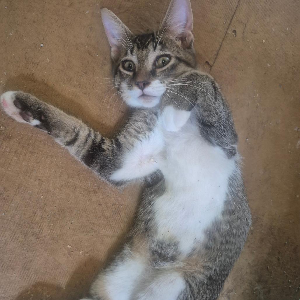 Enlarge Hamilton, a Adoptable Domestic Short Hair in Aberdeen, NC image 4/5