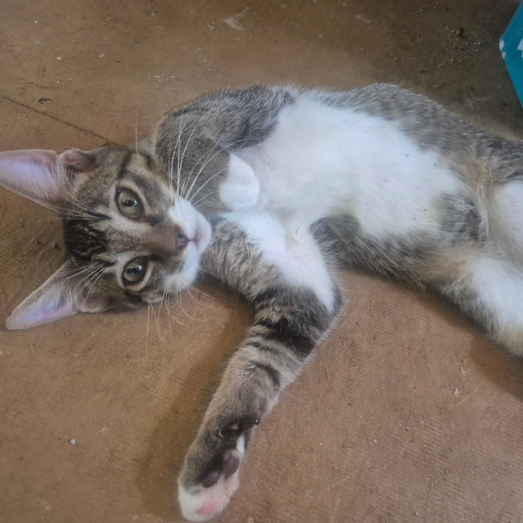 Enlarge Hamilton, a Adoptable Domestic Short Hair in Aberdeen, NC image 5/5