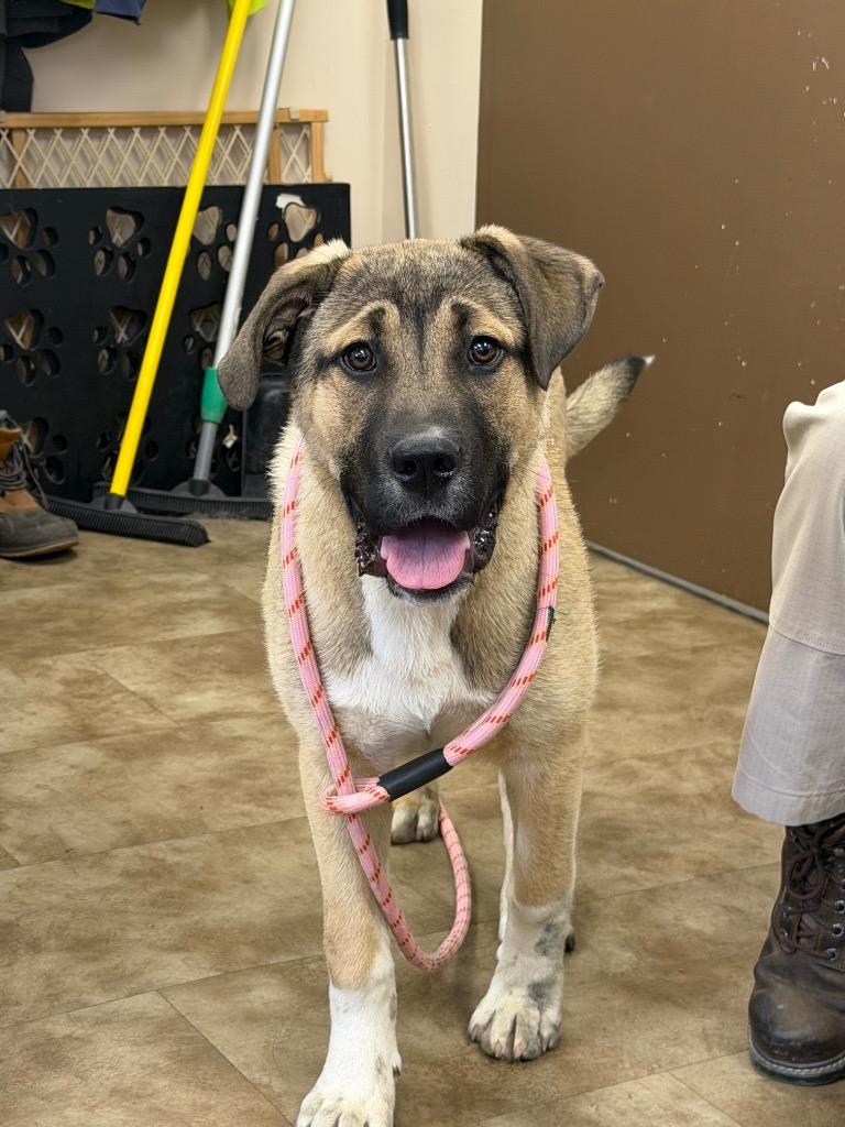 Mr. Teddy, Adoptable, Puppy Male German Shepherd Dog & Mastiff.