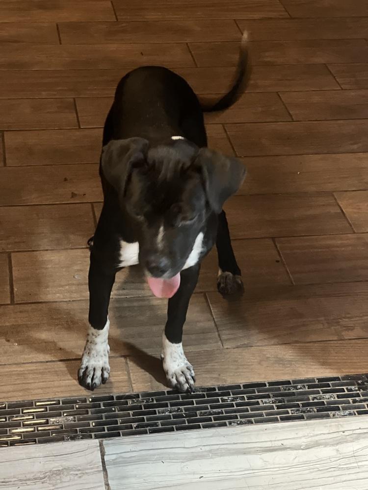 Dalta, a Adoptable mixed breed in Albuquerque, NM image 3/6