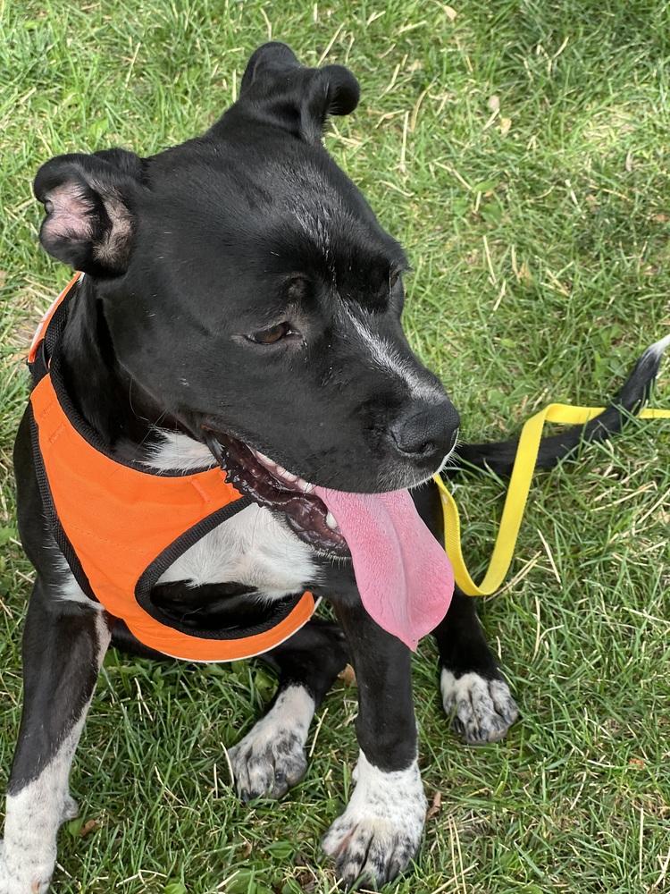 Dalta, Adoptable, Young Female Boxer & Cattle Dog.