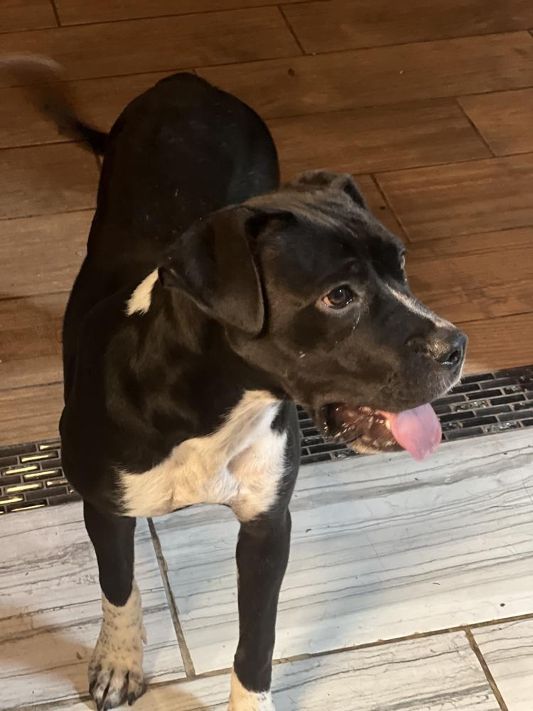 Dalta, a Adoptable mixed breed in Albuquerque, NM image 6/6