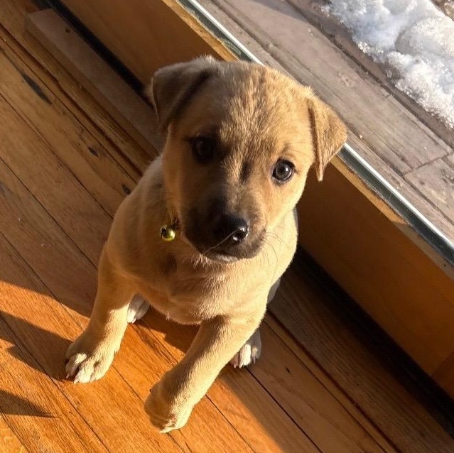 Cupid - A Puerto Rican Prince, Adoptable, Puppy Male Yellow Labrador Retriever.