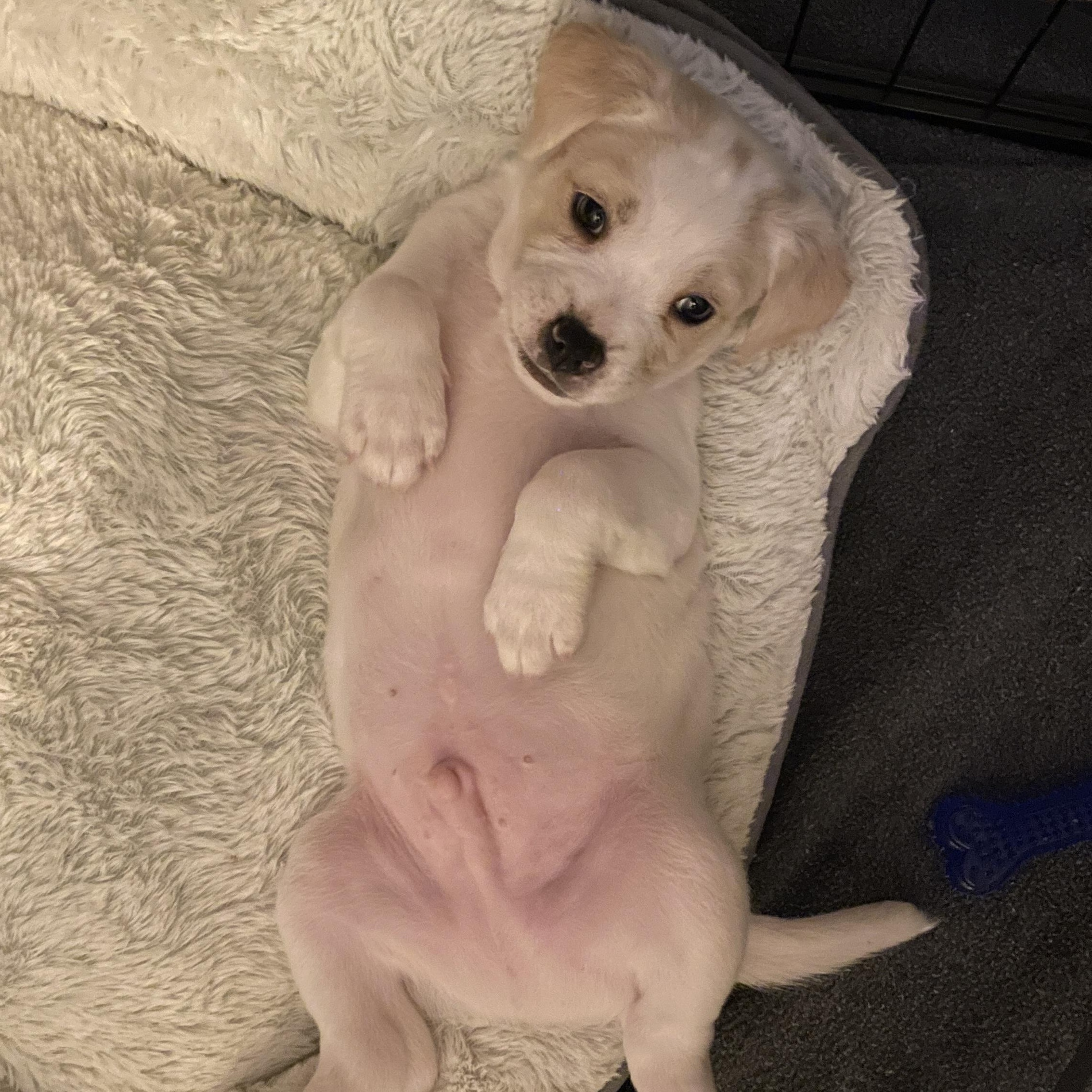 Enlarge Cream, a Adoptable mixed breed in San Diego, CA image 3/5