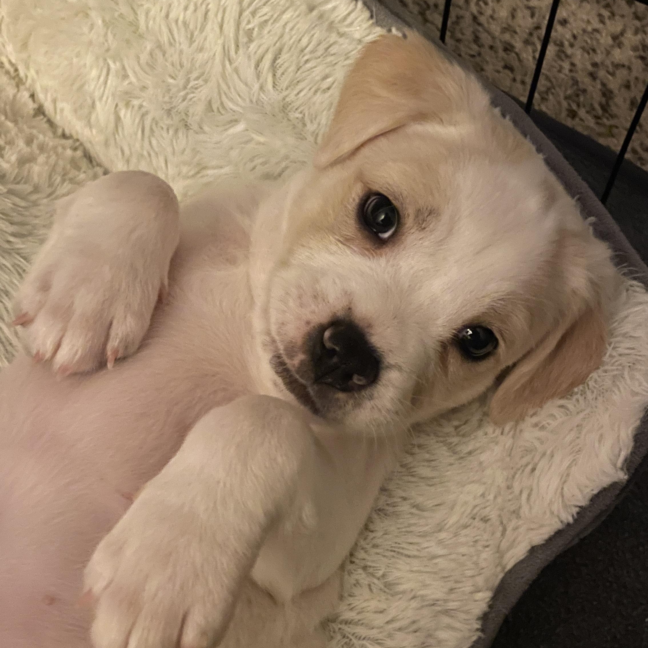 Enlarge Cream, a Adoptable mixed breed in San Diego, CA image 1/5