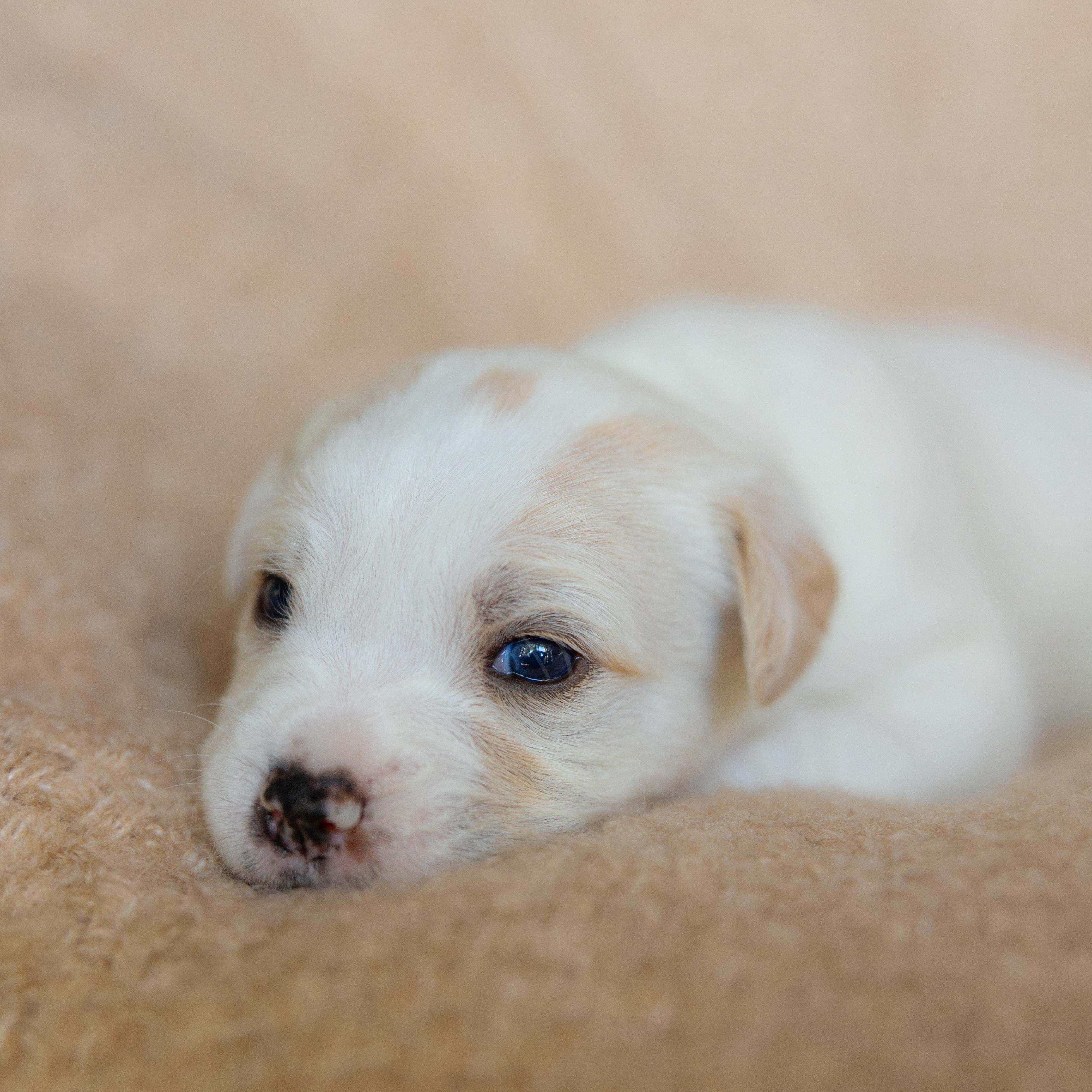 Enlarge Cream, a Adoptable mixed breed in San Diego, CA image 5/5