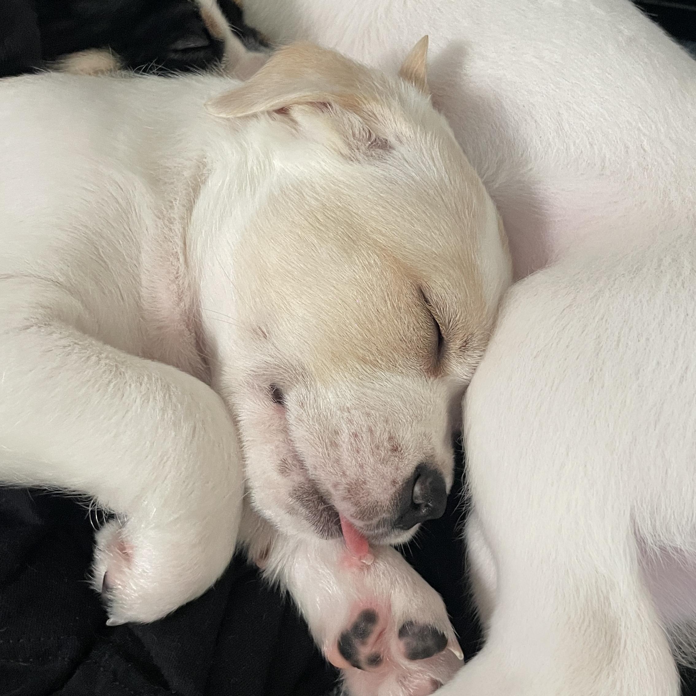 Enlarge Cream, a Adoptable mixed breed in San Diego, CA image 4/5