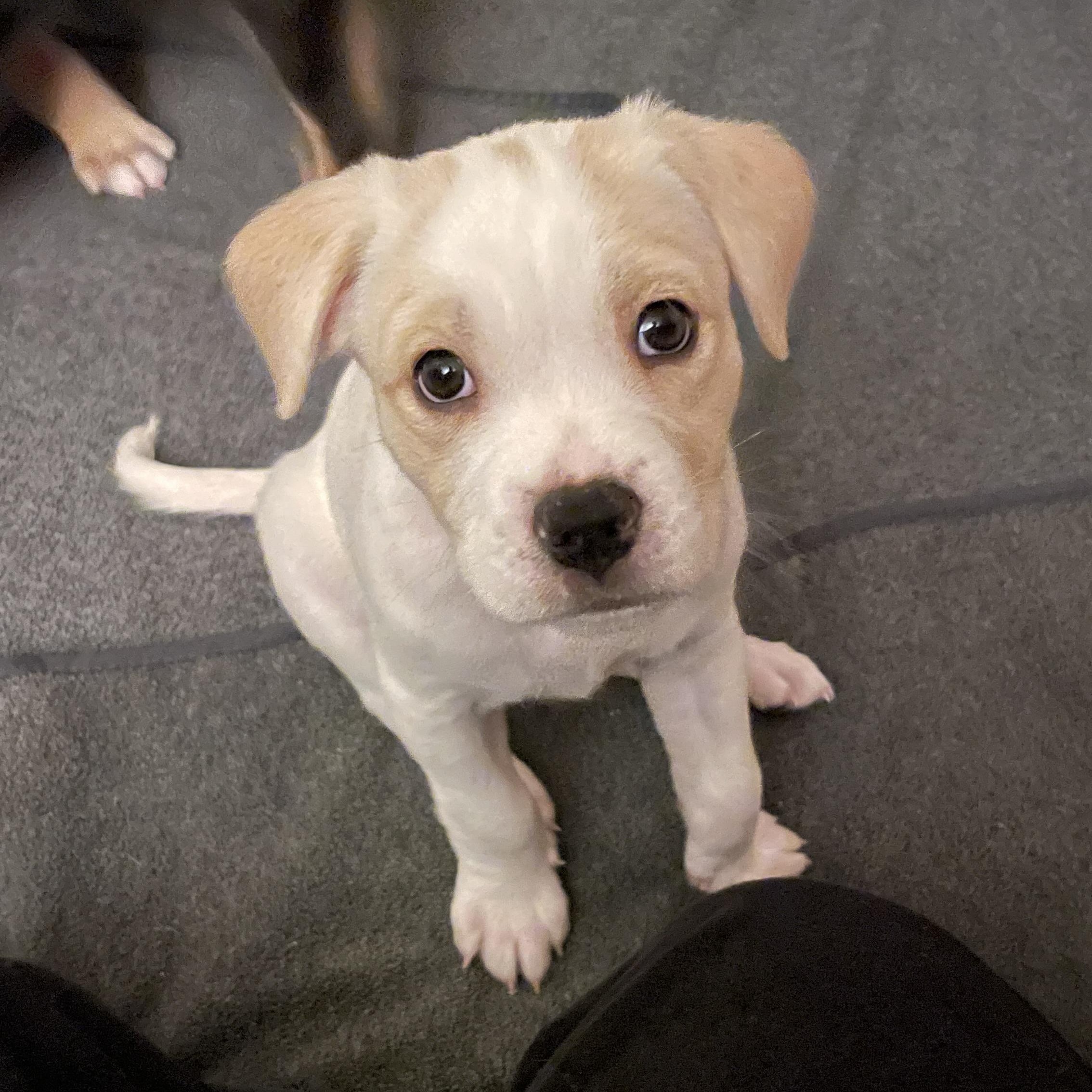 Enlarge Cream, a Adoptable mixed breed in San Diego, CA image 2/5