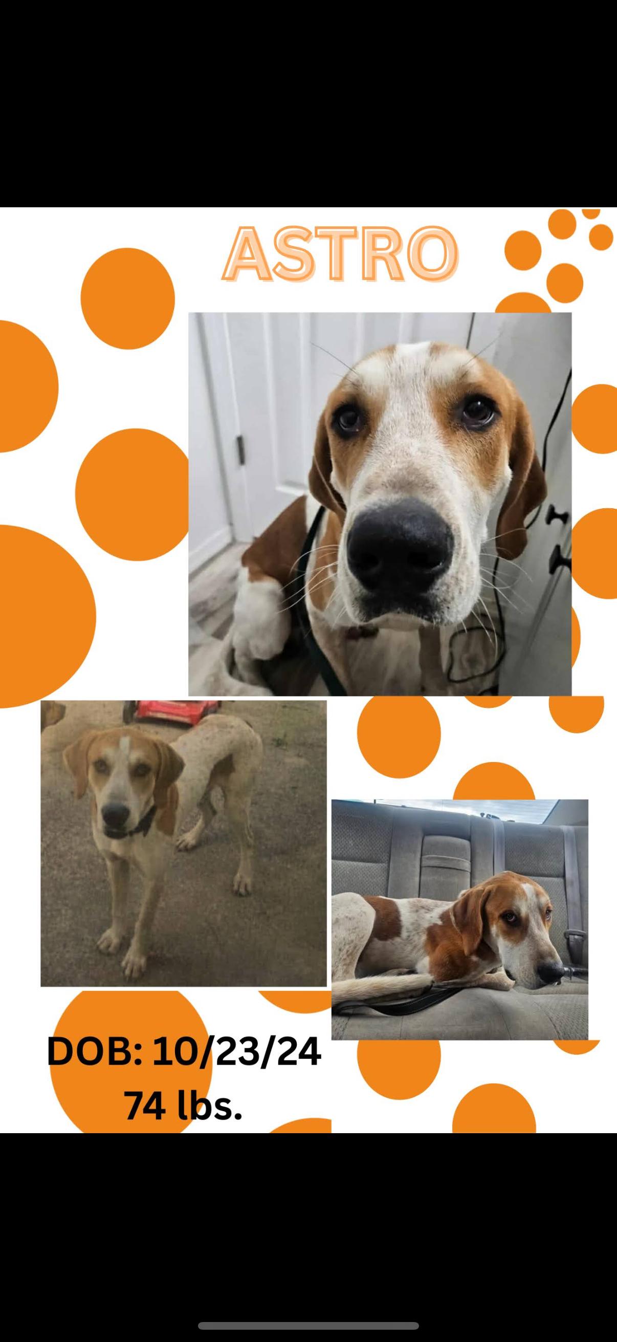 Astro (foster to adopt), ADOPTABLE, Young Male American Foxhound & English Coonhound.