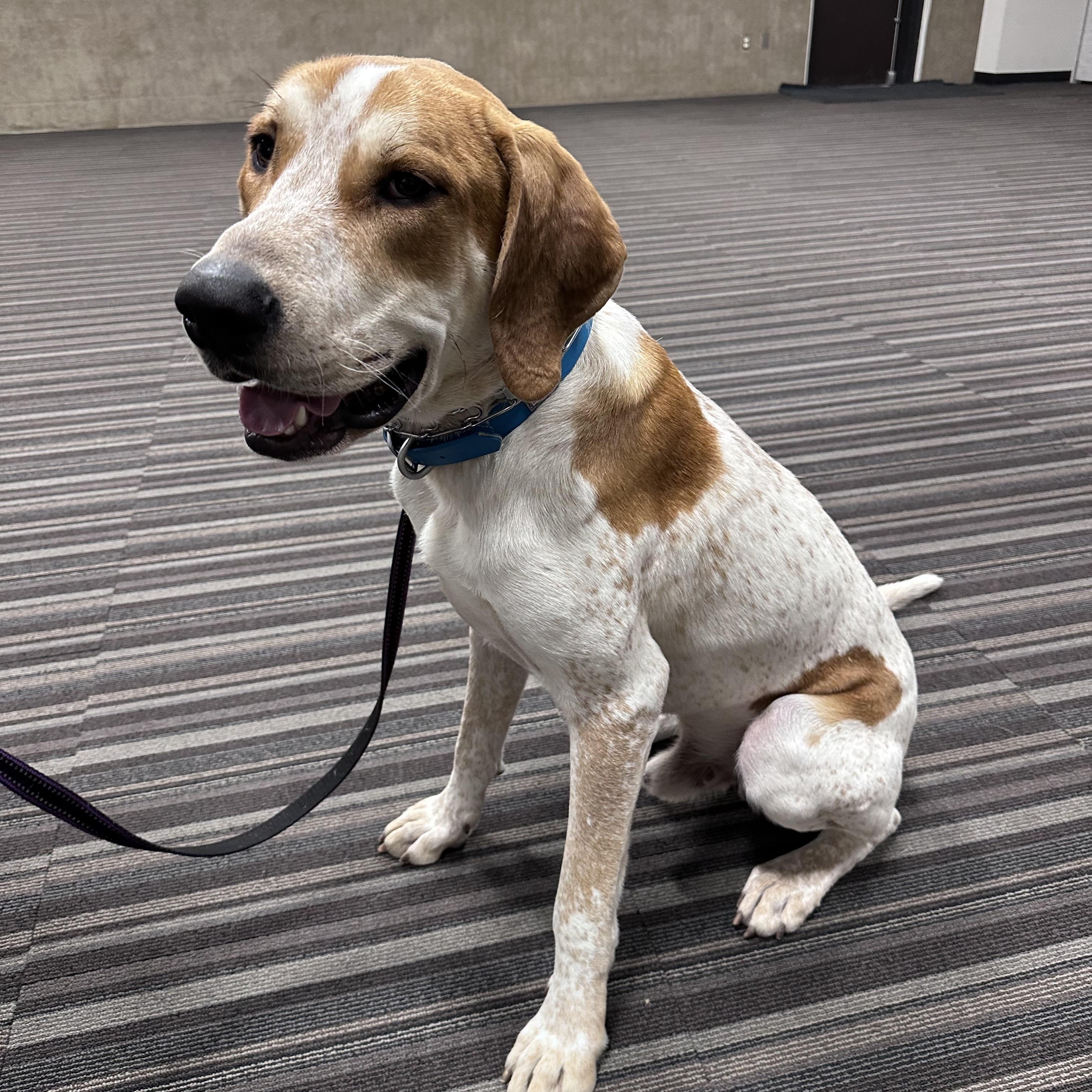 Astro (foster to adopt), a ADOPTABLE mixed breed image 2/6