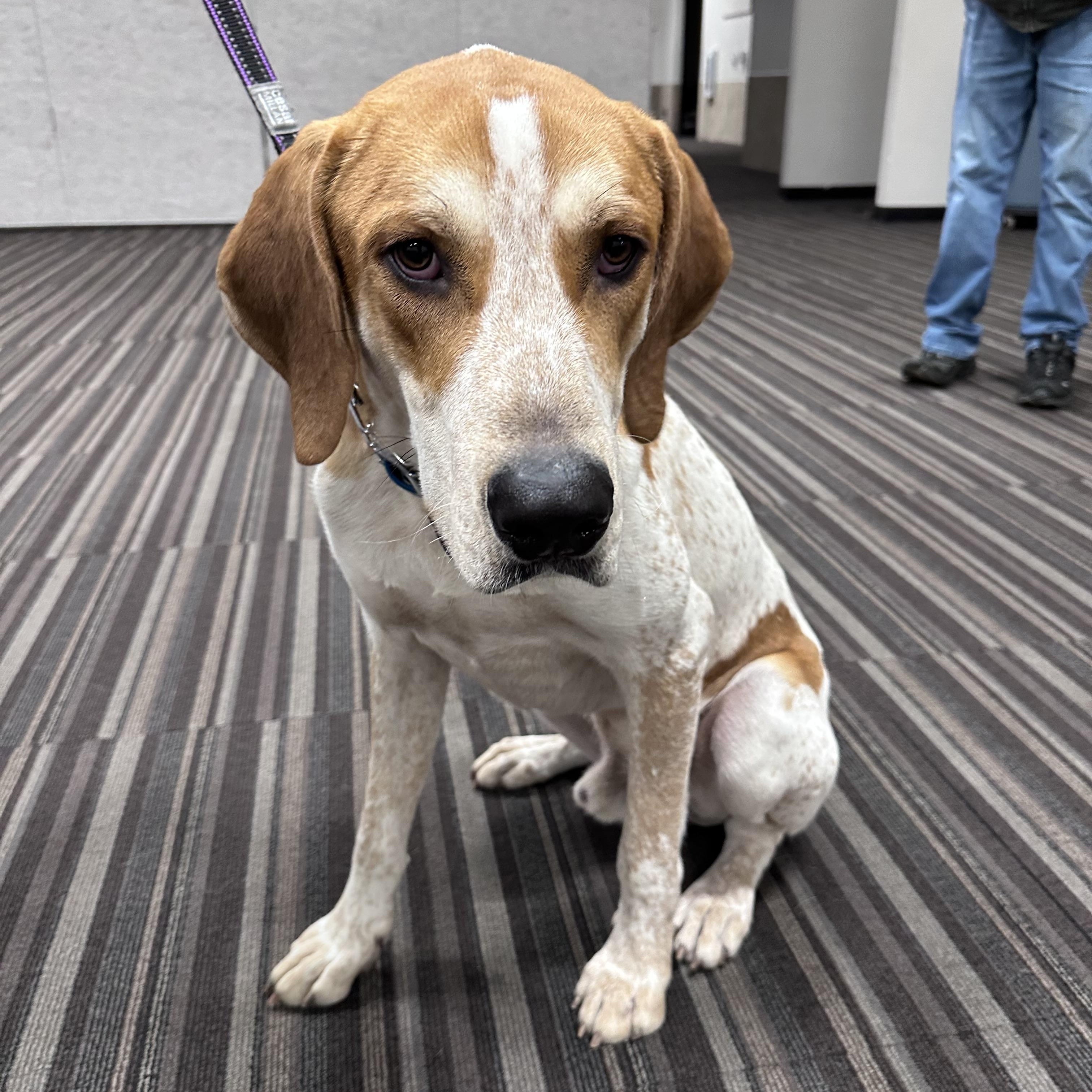 Astro (foster to adopt), a ADOPTABLE mixed breed image 4/6