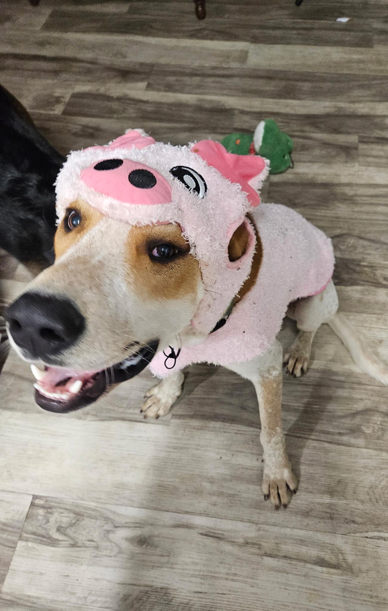 Astro (foster to adopt), a ADOPTABLE mixed breed image 5/6