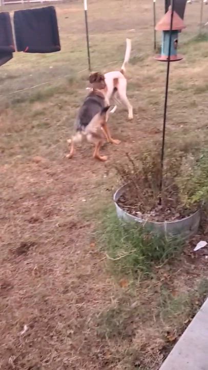 Enlarge Astro (foster to adopt), a ADOPTABLE mixed breed video 6/6