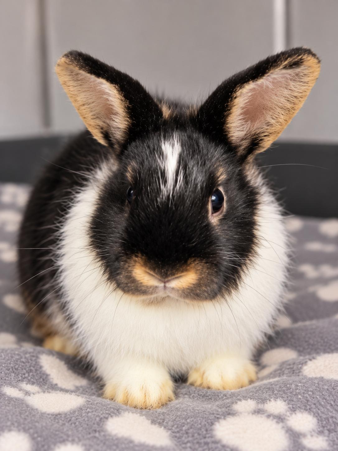 Enlarge Rabbitha, a Adoptable Dutch in Mankato, MN image 3/3