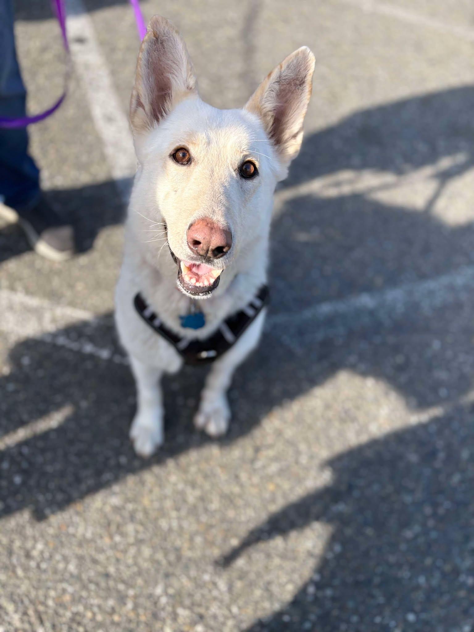 Diamond, a Adopted German Shepherd Dog in Gig Harbor, WA image 1/6