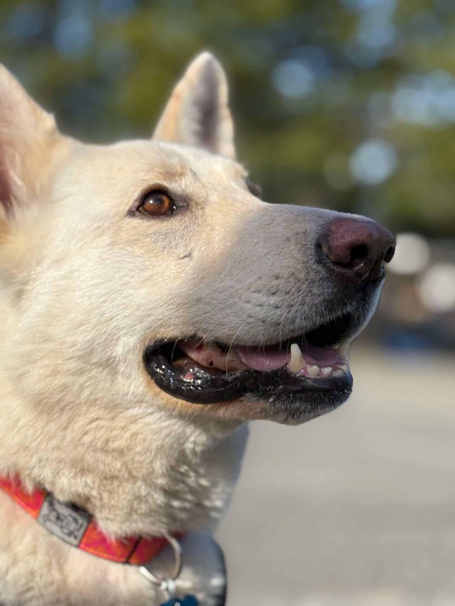 Diamond, a Adopted German Shepherd Dog in Gig Harbor, WA image 3/6