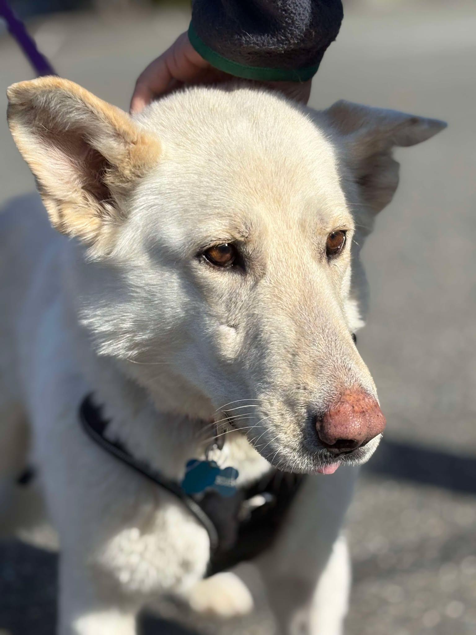 Diamond, a Adopted German Shepherd Dog in Gig Harbor, WA image 6/6