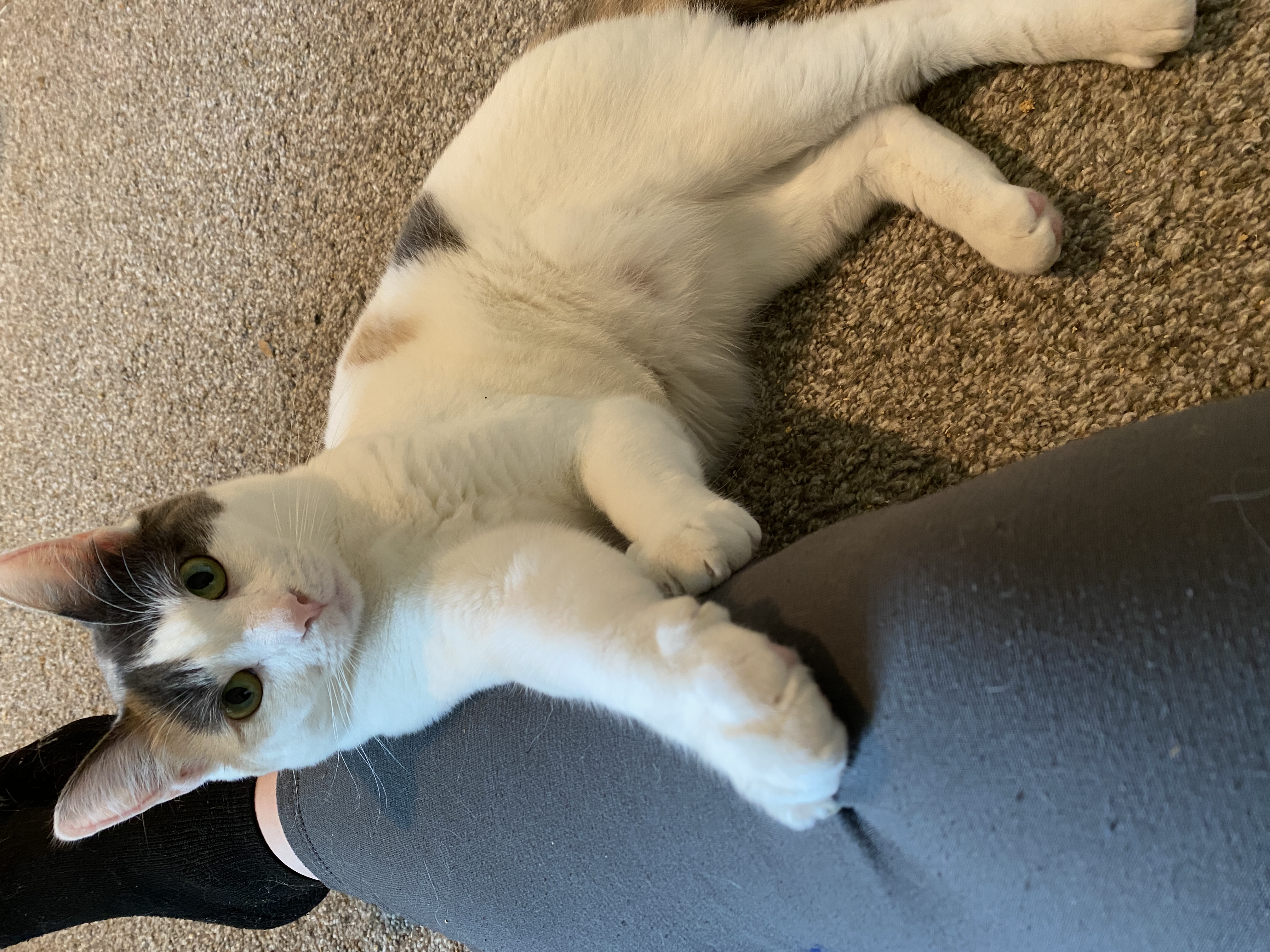 Enlarge Millie, a Adopted Calico in Crystal, MN image 1/3