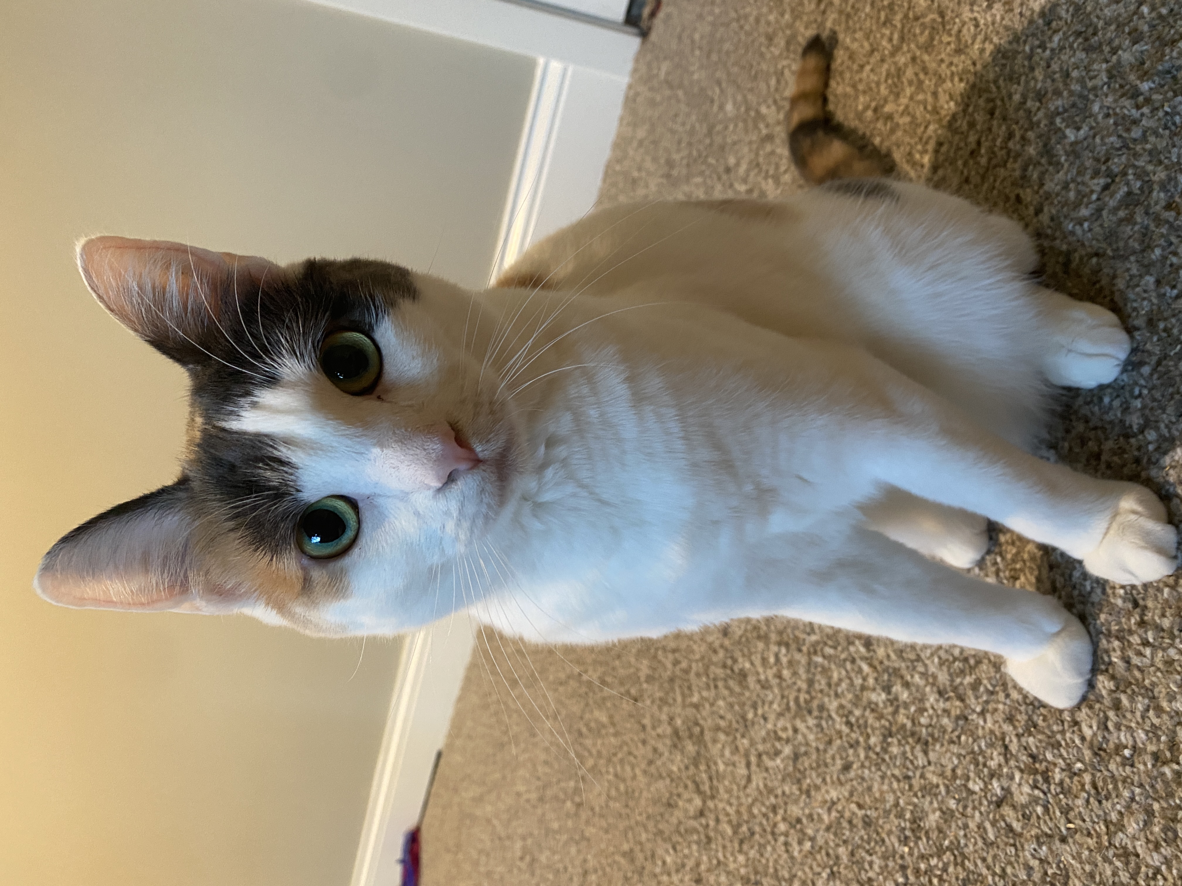 Enlarge Millie, a Adopted Calico in Crystal, MN image 2/3