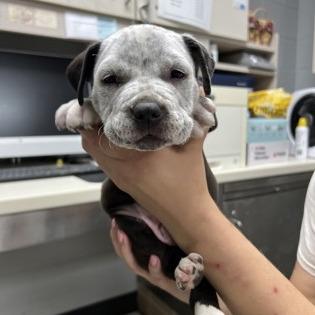 Tater, Adoptable, Puppy Male Pit Bull Terrier & Mixed Breed.