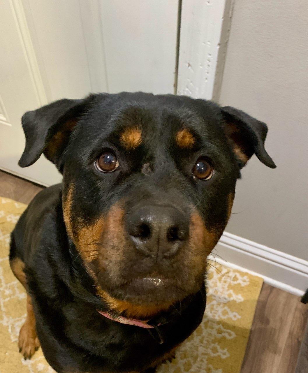 This lovable Rottie who is located near Baton Rouge and New Orleans needs a forever home hmrlexxie