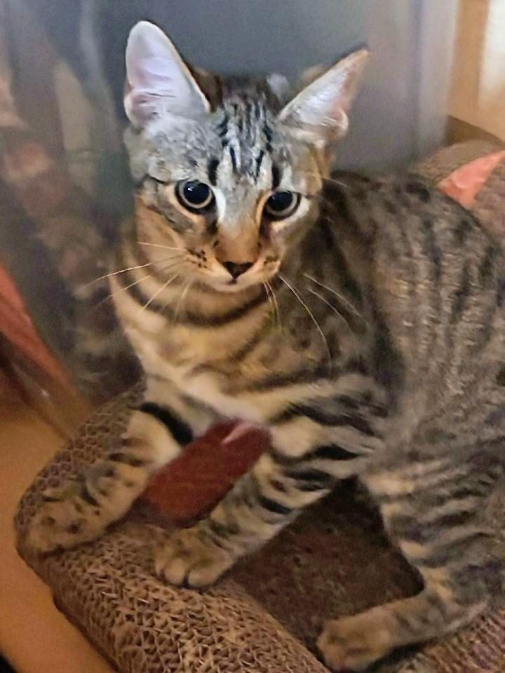 Enlarge Jane, a Adoptable Tabby in Waynesboro, VA image 2/6