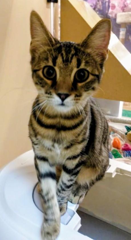 Enlarge Jane, a Adoptable Tabby in Waynesboro, VA image 5/6