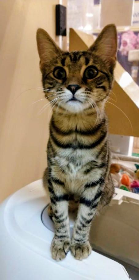 Enlarge Jane, a Adoptable Tabby in Waynesboro, VA image 6/6