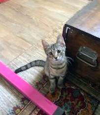 Jane, adoptable, Kitten Female Tabby.