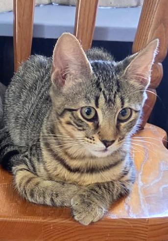 Jane, Adoptable, Kitten Female Tabby.