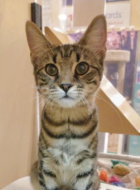 Enlarge Jane, a Adoptable Tabby in Waynesboro, VA image 4/6
