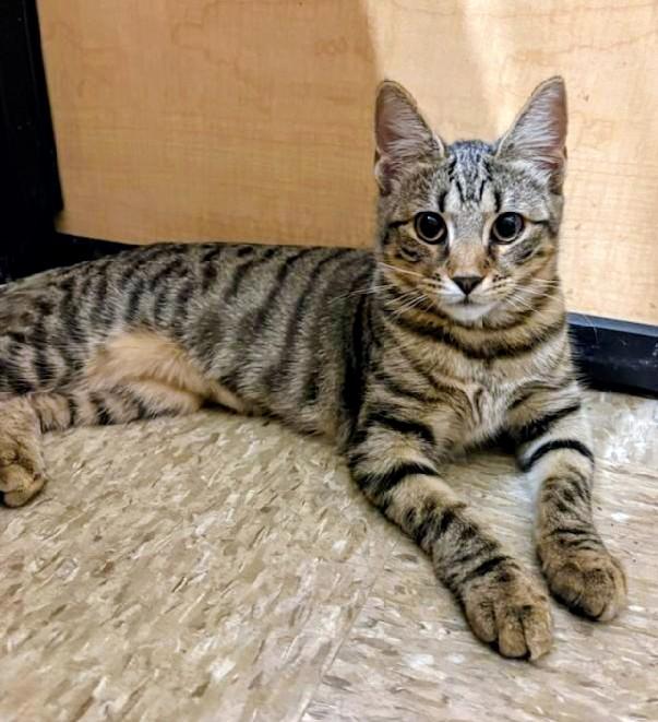 Enlarge Jane, a Adoptable Tabby in Waynesboro, VA image 3/6