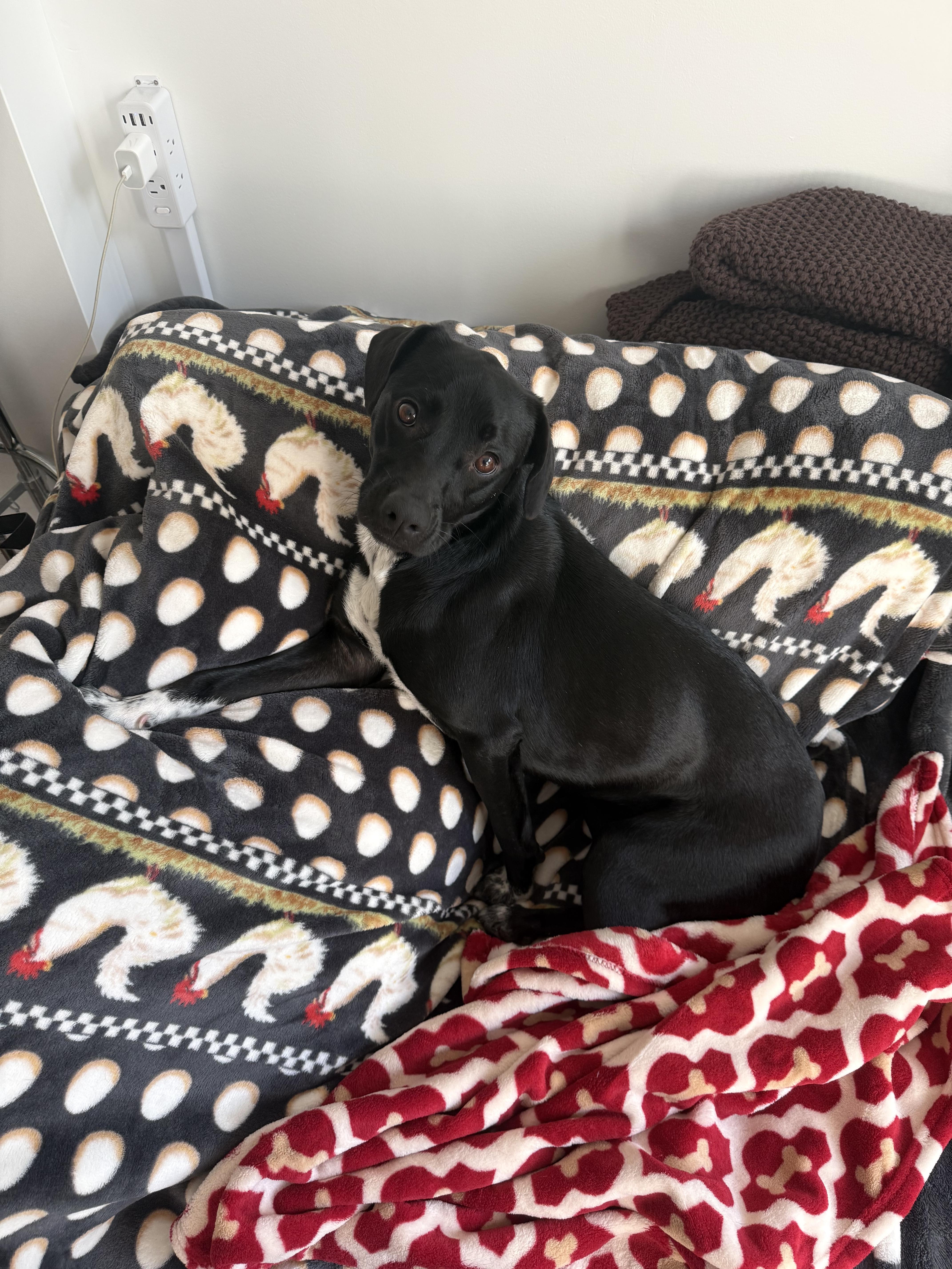 Ace, ADOPTABLE, Adult • Female, Labrador Retriever.