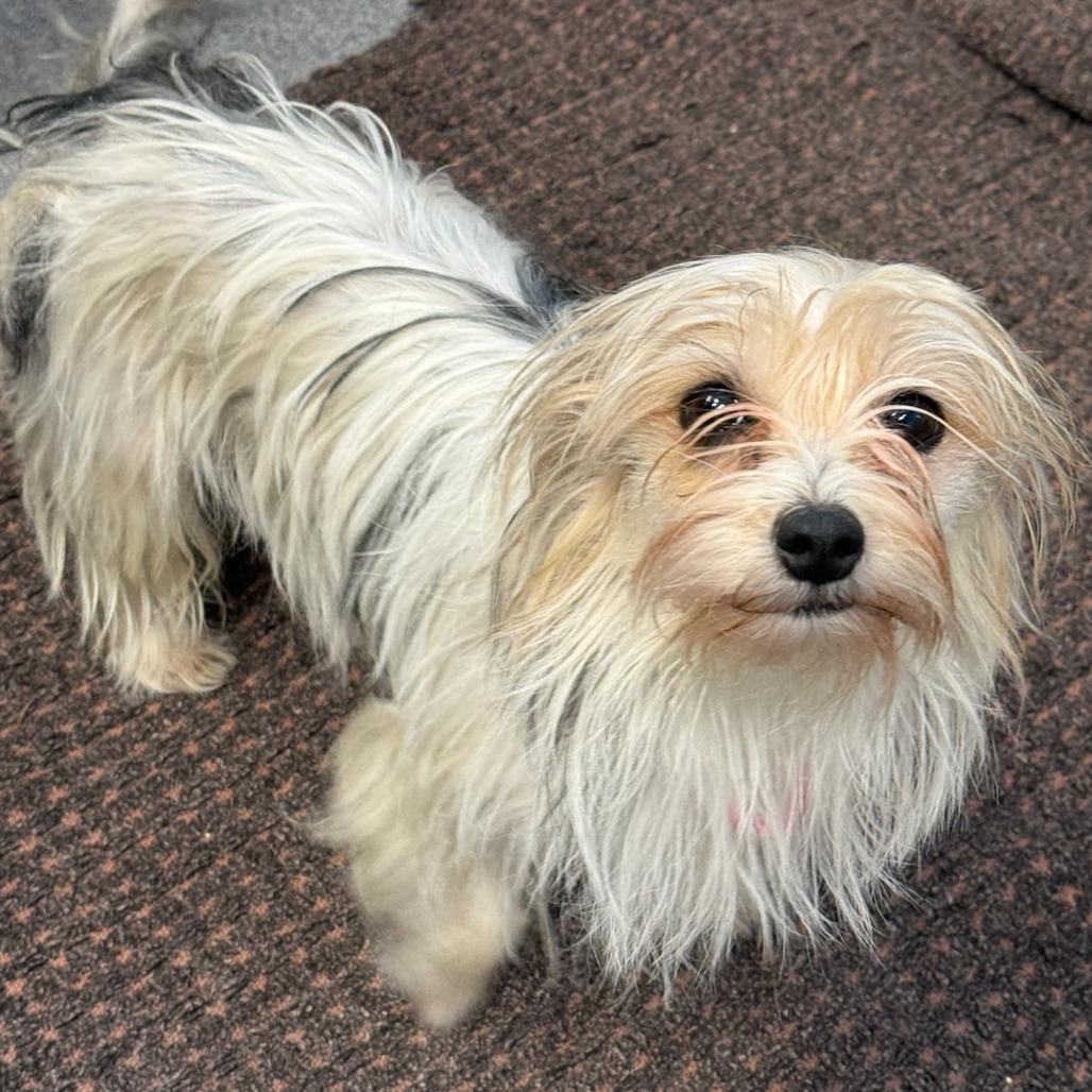 Petite Bonded With Brownye thumbnail 3