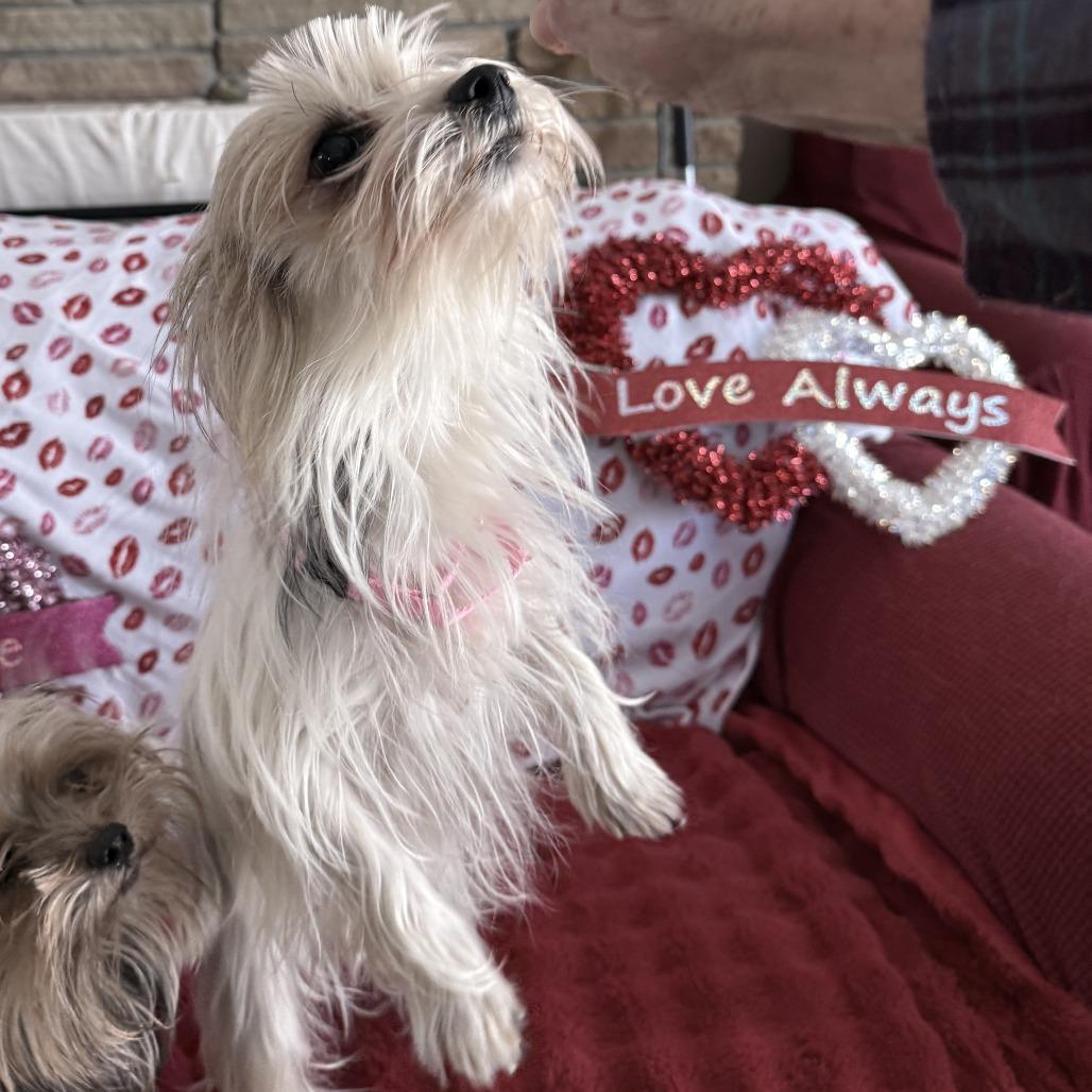 Petite Bonded With Brownye thumbnail 4