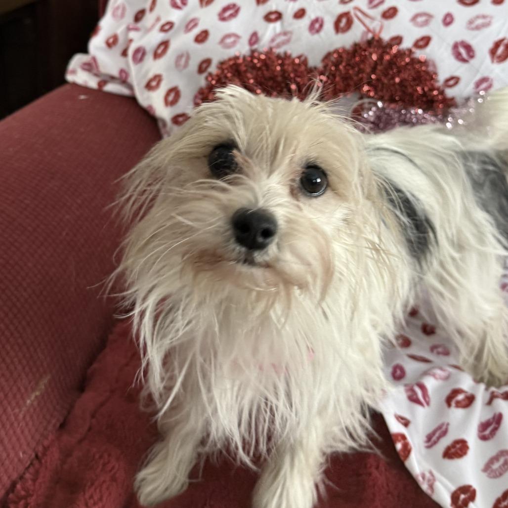 Petite Bonded With Brownye thumbnail 5