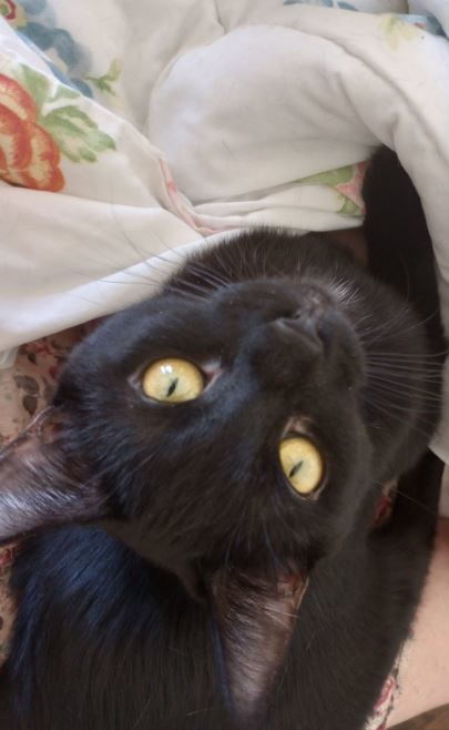 Enlarge FeeFee, a Adopted Domestic Short Hair in Morganville, NJ image 1/3