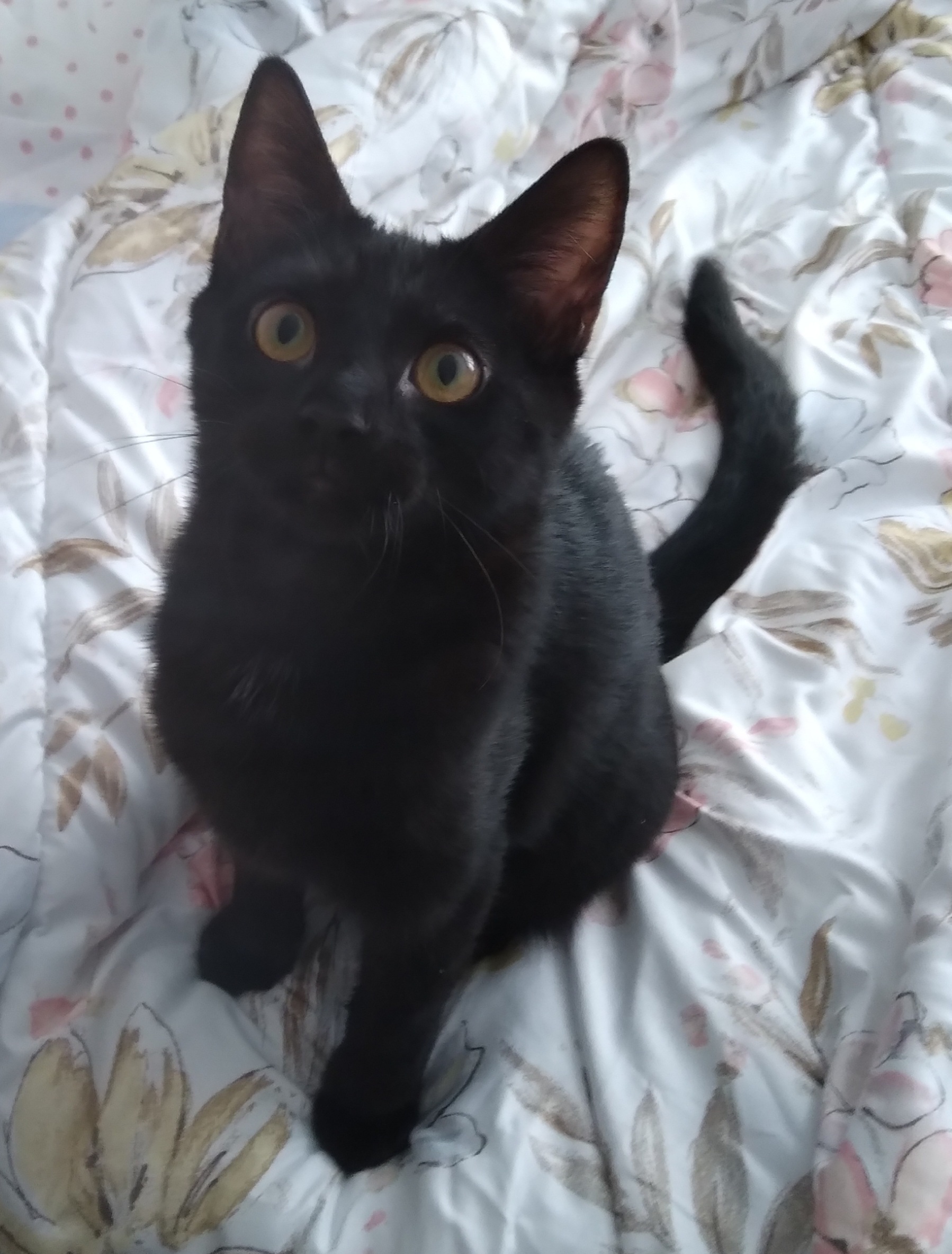 Enlarge FeeFee, a Adopted Domestic Short Hair in Morganville, NJ image 3/3